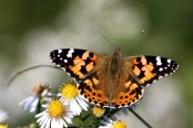 Třpytivý lesk motýlích křídel